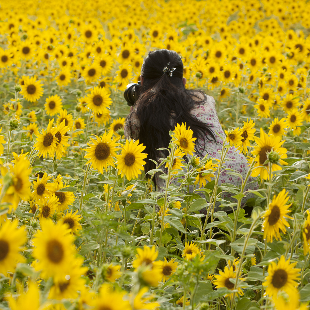 Lei in Sunflowers